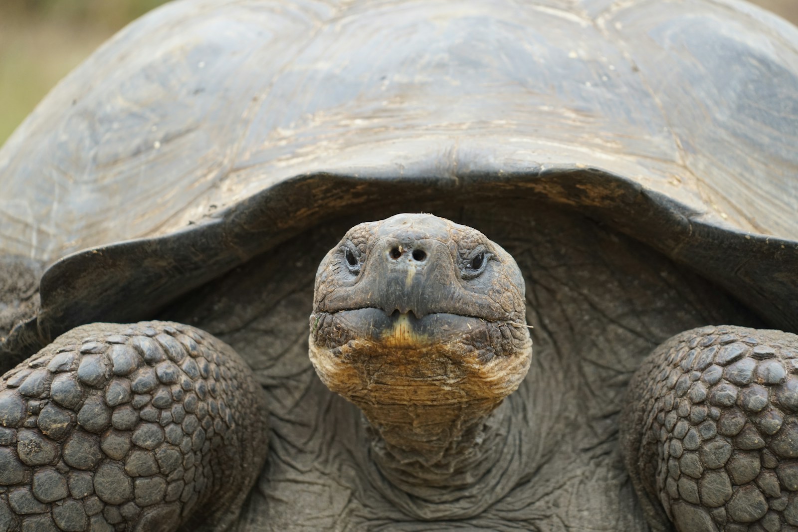 EcoVivarium Reptile Sanctuary in Escondido