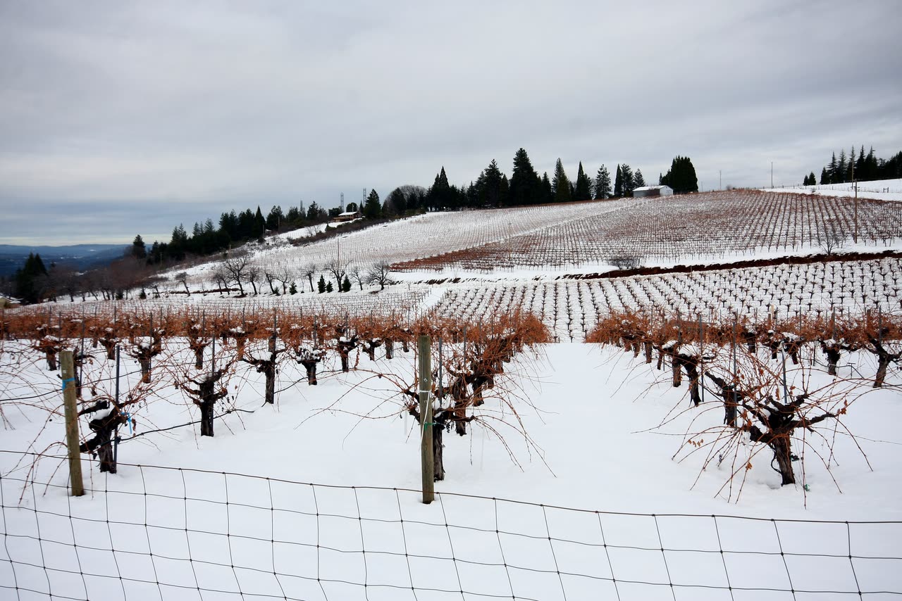 Vineyard rows under soft California light
