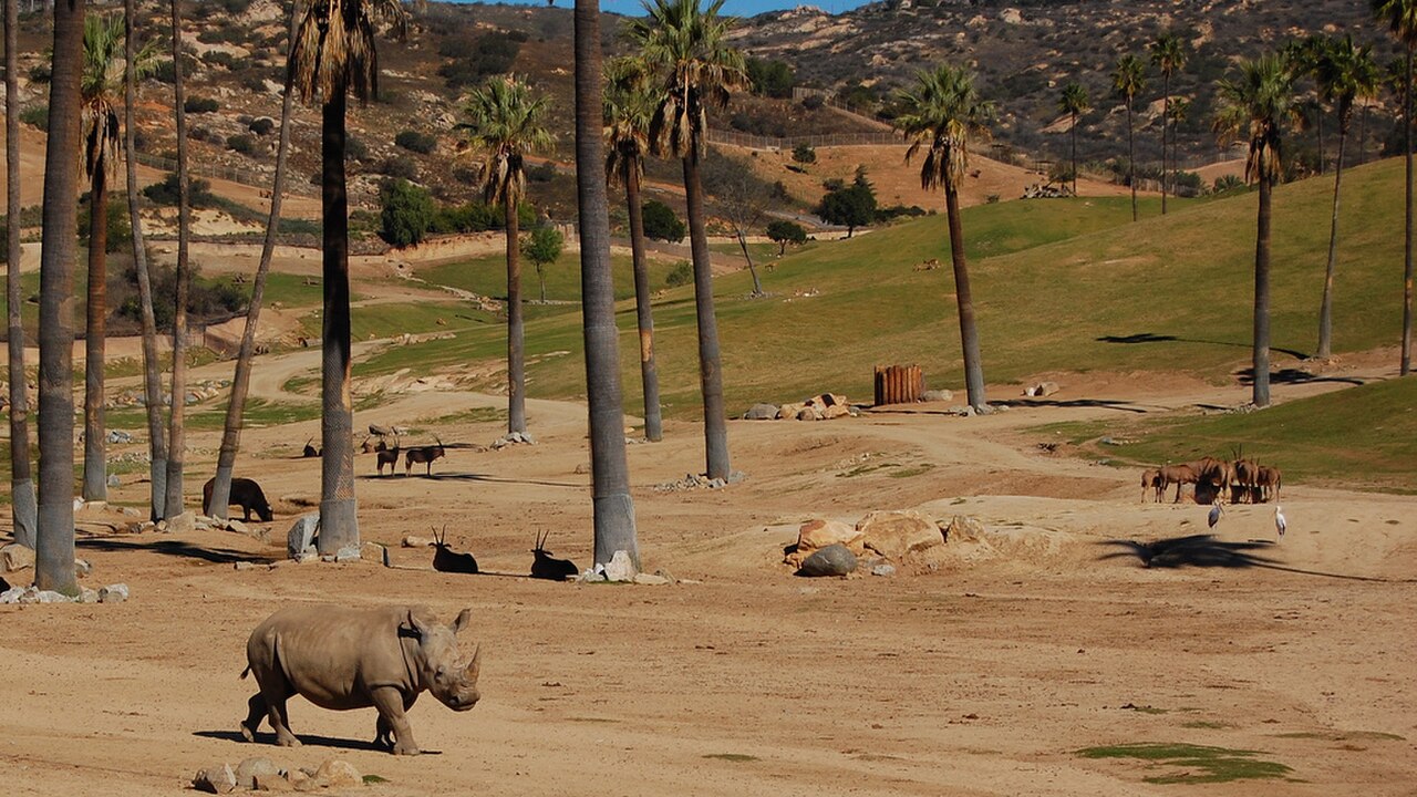 White rhinos at San Diego Zoo Safari Park