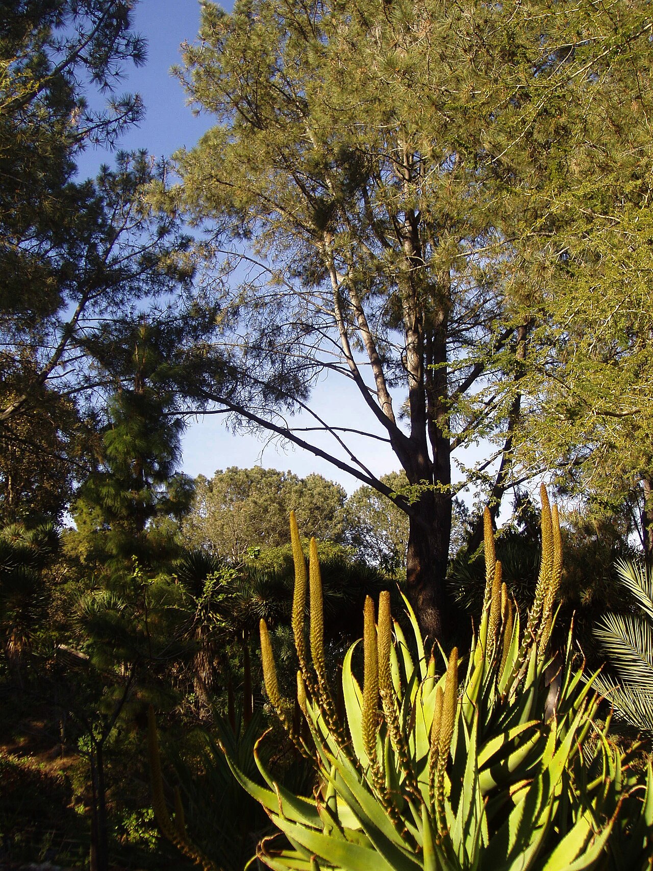 San Diego Botanic Garden, Encinitas